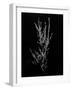 Amid the Flowers 56, 2021 (b/w photo)-Teis Albers-Framed Giclee Print