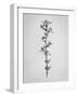 Amid the Flowers 59, 2021 (B/W Photo)-Teis Albers-Framed Giclee Print