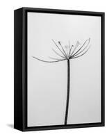 Amid the Flowers 6, 2021 (b/w photo)-Teis Albers-Framed Stretched Canvas