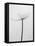 Amid the Flowers 6, 2021 (b/w photo)-Teis Albers-Framed Stretched Canvas