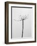 Amid the Flowers 6, 2021 (b/w photo)-Teis Albers-Framed Giclee Print