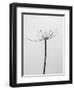 Amid the Flowers 6, 2021 (b/w photo)-Teis Albers-Framed Giclee Print