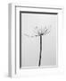 Amid the Flowers 6, 2021 (b/w photo)-Teis Albers-Framed Giclee Print