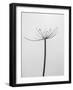 Amid the Flowers 6, 2021 (b/w photo)-Teis Albers-Framed Giclee Print