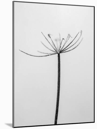 Amid the Flowers 6, 2021 (b/w photo)-Teis Albers-Mounted Giclee Print