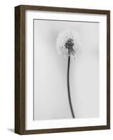 Amid the Flowers 62, 2021 (b/w photo)-Teis Albers-Framed Giclee Print