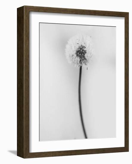 Amid the Flowers 62, 2021 (b/w photo)-Teis Albers-Framed Giclee Print