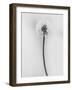 Amid the Flowers 62, 2021 (b/w photo)-Teis Albers-Framed Giclee Print