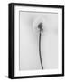 Amid the Flowers 62, 2021 (b/w photo)-Teis Albers-Framed Giclee Print