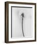 Amid the Flowers 62, 2021 (b/w photo)-Teis Albers-Framed Giclee Print