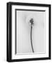 Amid the Flowers 62, 2021 (b/w photo)-Teis Albers-Framed Giclee Print