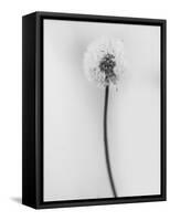 Amid the Flowers 62, 2021 (b/w photo)-Teis Albers-Framed Stretched Canvas