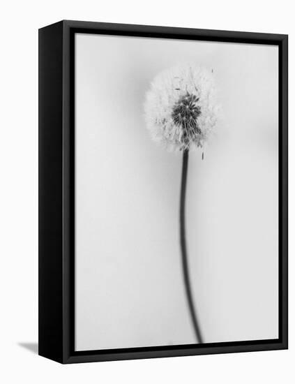 Amid the Flowers 62, 2021 (b/w photo)-Teis Albers-Framed Stretched Canvas