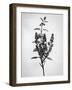 Amid the Flowers 66, 2021 (b/w photo)-Teis Albers-Framed Giclee Print
