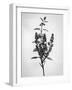 Amid the Flowers 66, 2021 (b/w photo)-Teis Albers-Framed Giclee Print