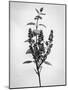 Amid the Flowers 66, 2021 (b/w photo)-Teis Albers-Mounted Giclee Print