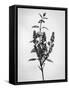 Amid the Flowers 66, 2021 (b/w photo)-Teis Albers-Framed Stretched Canvas