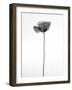 Amid the Flowers 68, 2021 (b/w photo)-Teis Albers-Framed Giclee Print