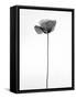 Amid the Flowers 68, 2021 (b/w photo)-Teis Albers-Framed Stretched Canvas