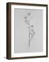 Amid the Flowers 76, 2021 (b/w photo)-Teis Albers-Framed Giclee Print