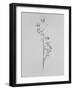 Amid the Flowers 76, 2021 (b/w photo)-Teis Albers-Framed Giclee Print