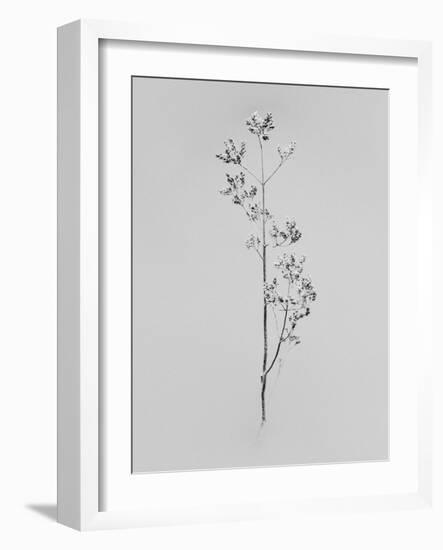 Amid the Flowers 76, 2021 (b/w photo)-Teis Albers-Framed Giclee Print