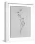 Amid the Flowers 76, 2021 (b/w photo)-Teis Albers-Framed Giclee Print