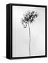 Amid the Flowers 78, 2021 (b/w photo)-Teis Albers-Framed Stretched Canvas