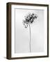 Amid the Flowers 78, 2021 (b/w photo)-Teis Albers-Framed Giclee Print