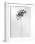 Amid the Flowers 78, 2021 (b/w photo)-Teis Albers-Framed Giclee Print