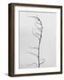 Amid the Flowers 8, 2021 (b/w photo)-Teis Albers-Framed Giclee Print