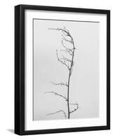 Amid the Flowers 8, 2021 (b/w photo)-Teis Albers-Framed Giclee Print