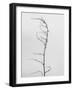 Amid the Flowers 8, 2021 (b/w photo)-Teis Albers-Framed Giclee Print