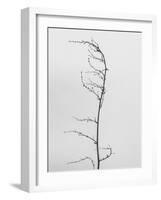 Amid the Flowers 8, 2021 (b/w photo)-Teis Albers-Framed Giclee Print