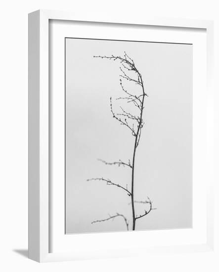 Amid the Flowers 8, 2021 (b/w photo)-Teis Albers-Framed Giclee Print