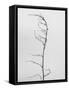 Amid the Flowers 8, 2021 (b/w photo)-Teis Albers-Framed Stretched Canvas