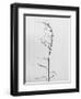 Amid the Flowers 8, 2021 (b/w photo)-Teis Albers-Framed Giclee Print