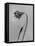 Amid the Flowers 9, 2021 (b/w photo)-Teis Albers-Framed Stretched Canvas