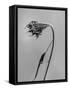 Amid the Flowers 9, 2021 (b/w photo)-Teis Albers-Framed Stretched Canvas