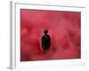 Amidst Smoke from a Flare, a Soldier Attends a Military Ceremony in Cali, Colombia-null-Framed Photographic Print