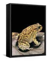 Amietophrynus Garmani (Garman's Toad)-Paul Starosta-Framed Stretched Canvas