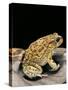 Amietophrynus Garmani (Garman's Toad)-Paul Starosta-Stretched Canvas