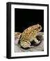 Amietophrynus Garmani (Garman's Toad)-Paul Starosta-Framed Photographic Print