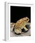 Amietophrynus Garmani (Garman's Toad)-Paul Starosta-Framed Photographic Print