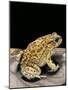Amietophrynus Garmani (Garman's Toad)-Paul Starosta-Mounted Photographic Print