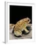 Amietophrynus Garmani (Garman's Toad)-Paul Starosta-Framed Photographic Print