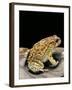 Amietophrynus Garmani (Garman's Toad)-Paul Starosta-Framed Photographic Print