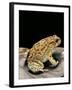 Amietophrynus Garmani (Garman's Toad)-Paul Starosta-Framed Photographic Print