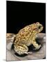 Amietophrynus Garmani (Garman's Toad)-Paul Starosta-Mounted Photographic Print