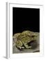 Amietophrynus Garmani (Garman's Toad)-Paul Starosta-Framed Photographic Print